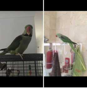 Lost Alexandrine