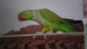 Lost Indian Ringneck Parakeet