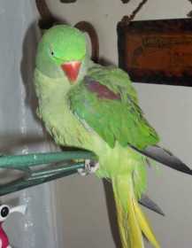 Lost Alexandrine