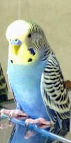 Lost Budgerigar