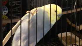 Lost Budgerigar