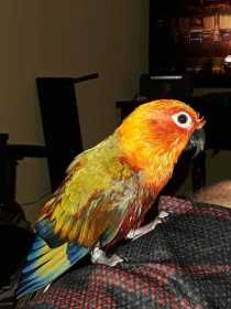 Lost Conure