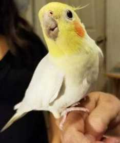 Lost Cockatiel