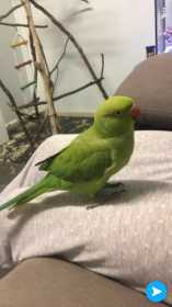Lost Indian Ringneck Parakeet