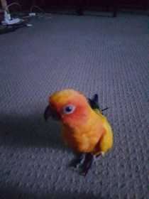 Lost Conure