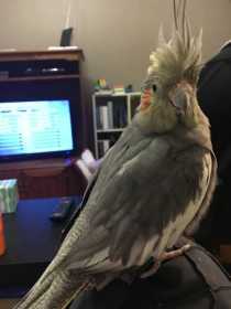 Lost Cockatiel