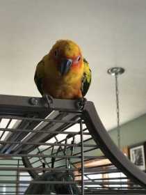 Lost Conure