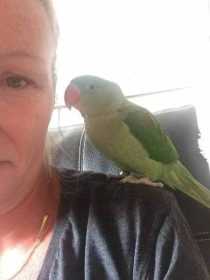 Lost Alexandrine