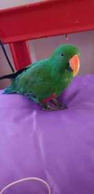 Lost Eclectus