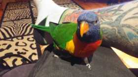 Lost Lory / Lorikeet