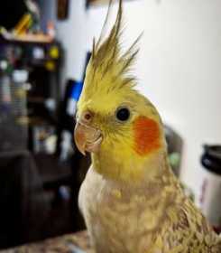 Lost Cockatiel