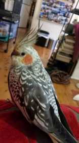 Lost Cockatiel