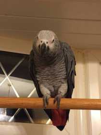 Lost African Grey