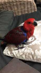 Lost Eclectus