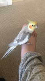 Lost Cockatiel