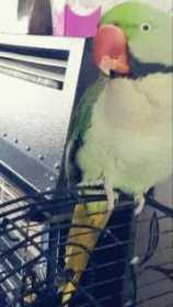 Lost Parakeet