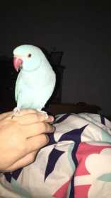 Lost Indian Ringneck Parakeet