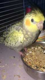 Lost Cockatiel