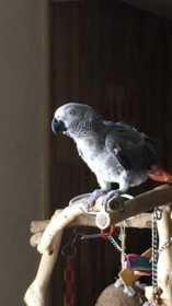 Lost African Grey