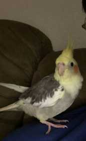 Lost Cockatiel