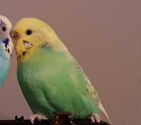 Lost Budgerigar