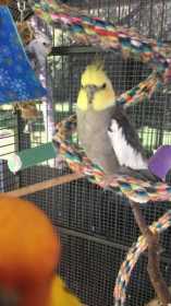 Lost Cockatiel