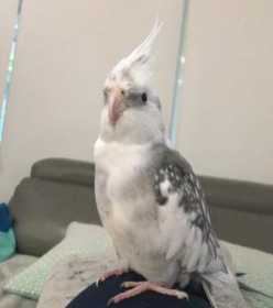 Lost Cockatiel