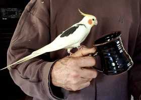 Lost Cockatiel