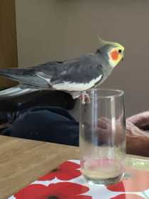 Lost Cockatiel