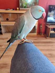 Lost Indian Ringneck Parakeet