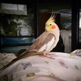 Lost Cockatiel