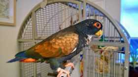 Lost Pionus