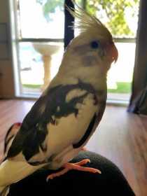 Lost Cockatiel