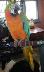 Lost Macaw