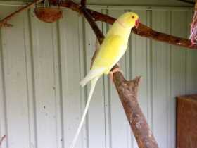 Lost Indian Ringneck Parakeet