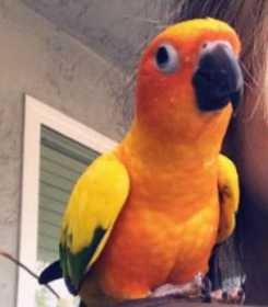 Lost Conure