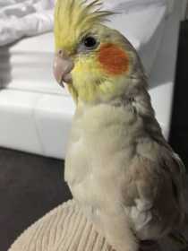 Lost Cockatiel