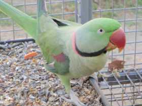 Lost Alexandrine