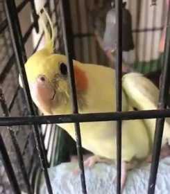 Lost Cockatiel