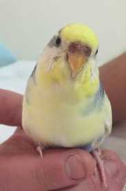 Lost Budgerigar