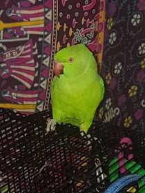 Lost Indian Ringneck Parakeet