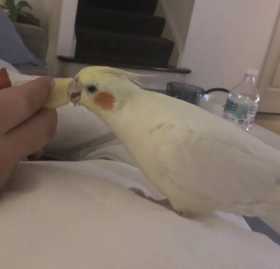 Lost Cockatiel