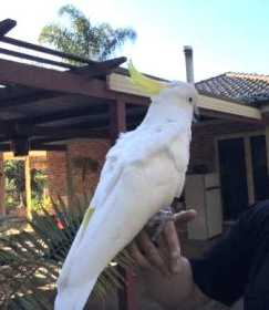 Lost Cockatoo