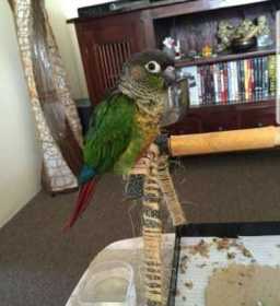 Lost Conure