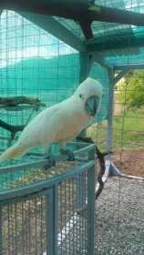 Lost Cockatoo