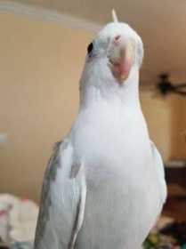 Lost Cockatiel