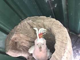 Lost Major Mitchell Cockatoo