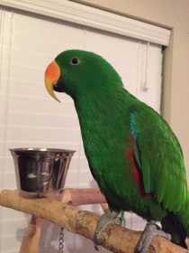 Lost Eclectus