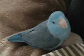 Lost Parrotlet
