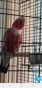 Lost Galah Cockatoo